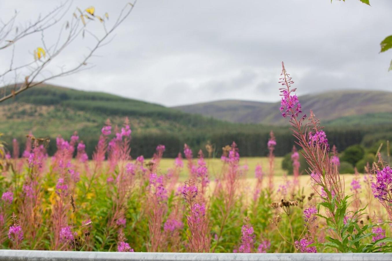 Mike'S 3-Bedroom Countryside Cottage Alness Exteriér fotografie